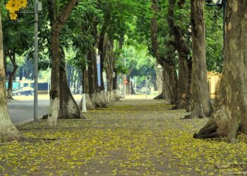 3 Con Đường Hoa Tuyệt Đẹp Ở Hà Nội