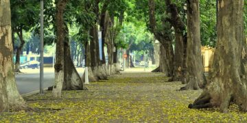 3 Con Đường Hoa Tuyệt Đẹp Ở Hà Nội