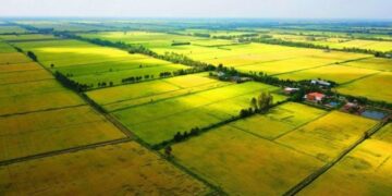 Các Nhà Đầu Tư Mắc Kẹt Với Đất Nông Nghiệp